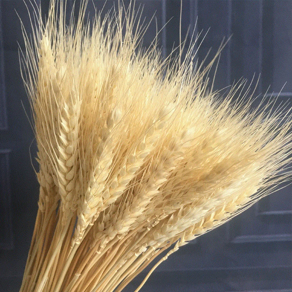

100pcs Natural Wheat Stalks Wheat Dried Flowers Bouquet Simulation Plant Decor for Christmas Home Office Wedding Decoration