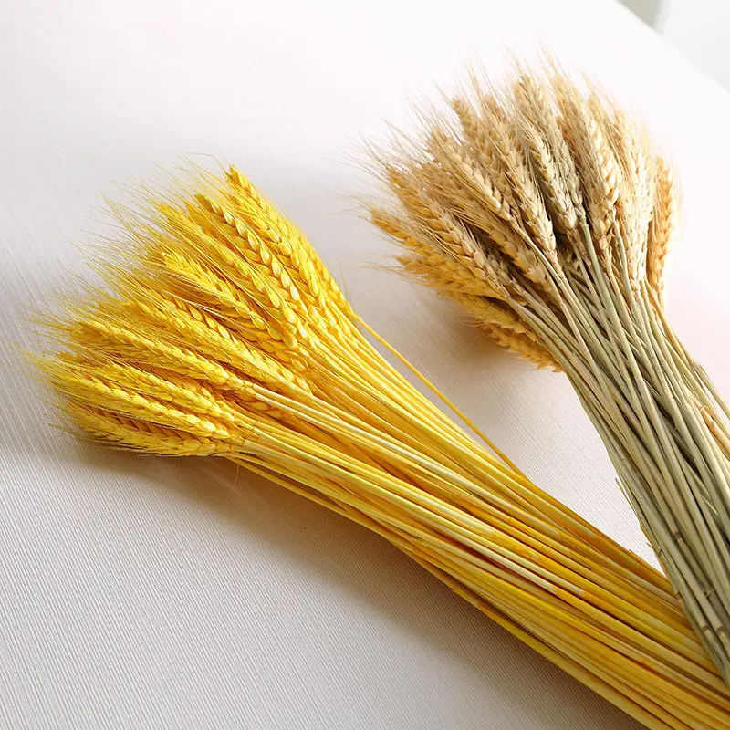

New 100pieces Natural Beautiful Wheat Dried Flowers Home decoration Party wedding decoration plants wedding True flowers,S3067