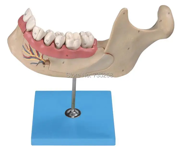 

Lower Jaw of 18-year-old,Anatomical Model Adult Teeth,Adult Jaw Teeth Model