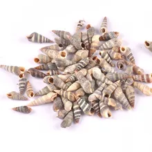 100 pçs listra natural espiral concha scrapbooking artesanato conchas para garrafa de vidro decoração casa diy trs0278