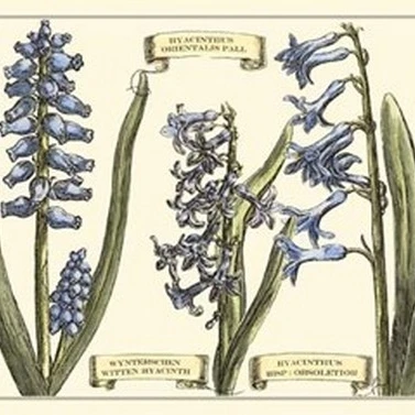 Small Hyacinth in Bloom (P) Poster Print by Claude Langlois (19 x 13)