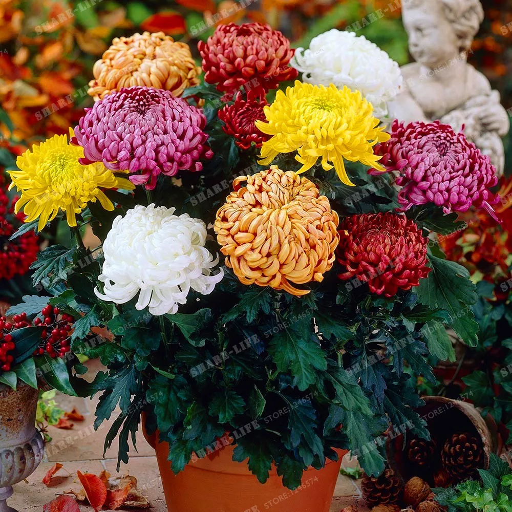 

200pcs Mix-colors Chrysanthemum Bonsai Dendranthema Morifolium Bonsai Perennial Home Garden Plant DIY Free Shipping