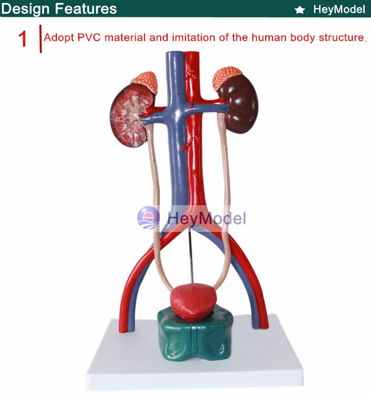 1.PVC_