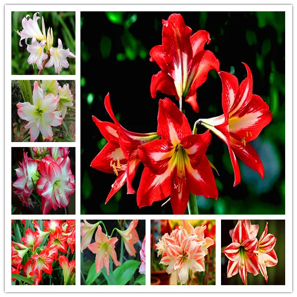 

Free Shipping 100 pcs/bag True Amaryllis Flower Not Bulbs Bonsai Flower Hippeastrum for Home & Garden Barbados Lily Flower Pot