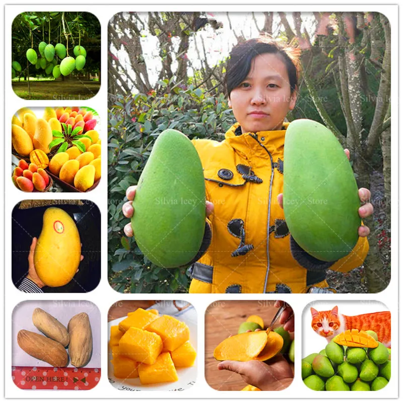 

2 Pcs/bag Mixed Sweet Mango Giant Mango Tree Bonsai Pot Tree Natural Organic Heirloom Fruit Plant Potted DIY for Home Garden