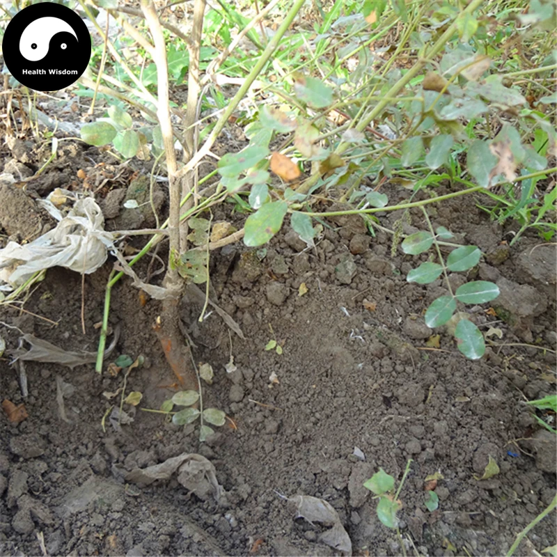 Buy Buy Licorice Root Seeds 150pcs Plant Glycyrrhiza