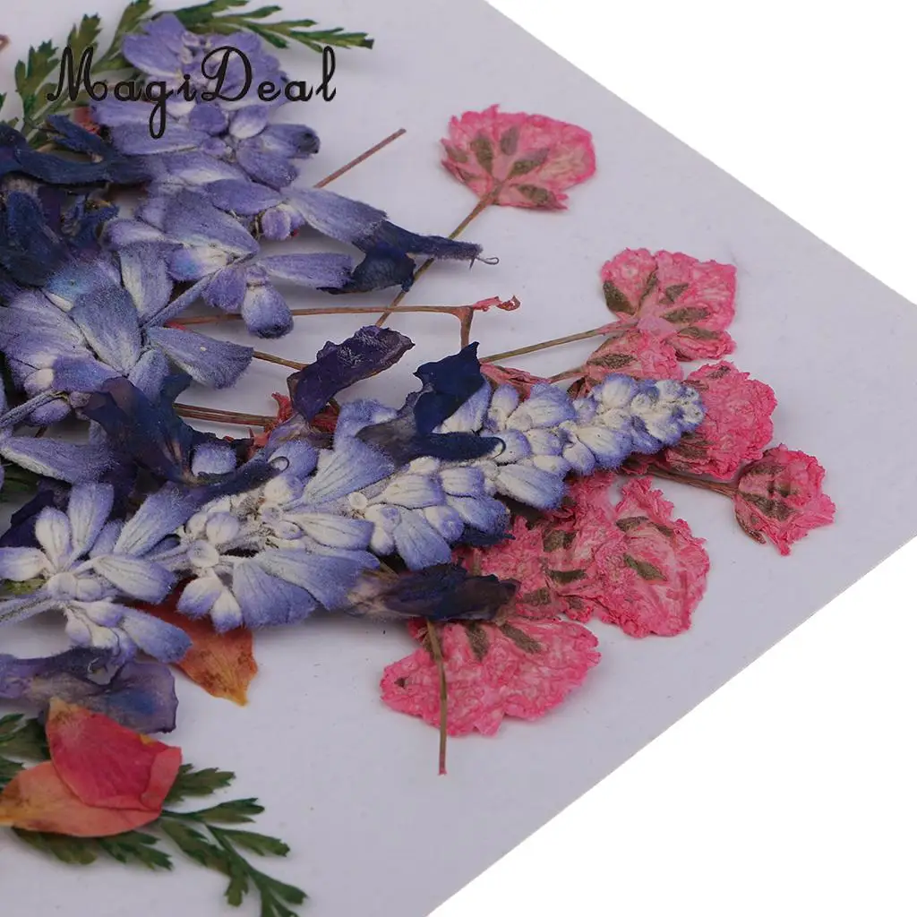 Multiple Beautiful Real Pressed Flower Dried Flowers Press Leaves for Art Craft Scrapbooking Resin Jewelry Phone Case Soap DIY