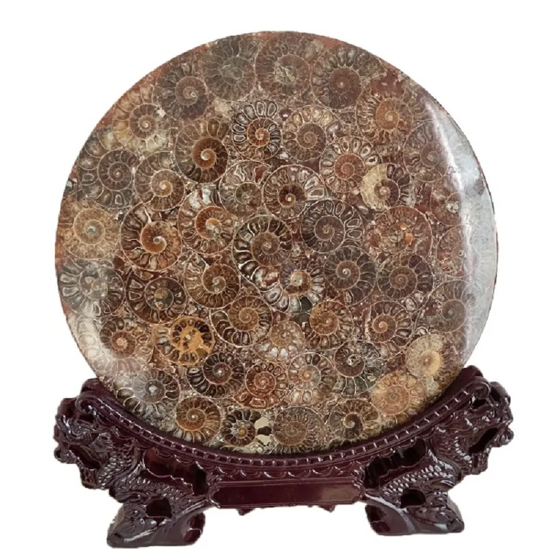 

Ammonite Fossil Slice Plate Natura Shell a compassl MADAGASCAR FOSSIL SPECIMEN HEALING fashion wedding decoration