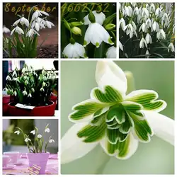 100 шт Galanthus nivalis bonsais Подснежники цветок bonsais редкая экзотика растения Холодостойкие Nivalis Semillas De Plantas Decration