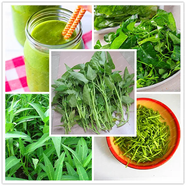 Water Spinach Seed, Vegetable Seeds, 100pcs/pack