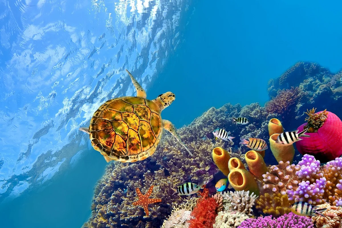 Подводный мир sea life PJA060 холст фотообои декор для комнаты украшение дома (рамка в