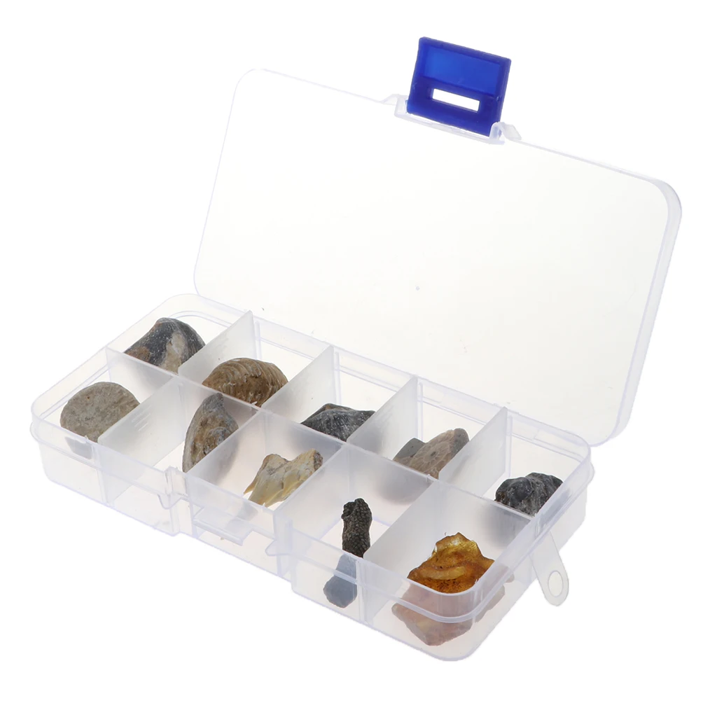 10pcs/set Natural Fossils Specimens Biology Science Kit with a Display Box, Kids Learning Toy Christmas Gift