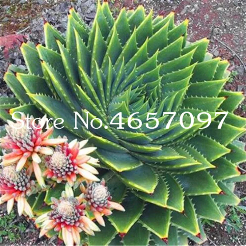 Sale 200 Pcs Green Aloe Vera Plants Edible Beauty Edible Cosmetic Vegetables And Fruit Bonsai Herb Tree Plants For Home & Garden
