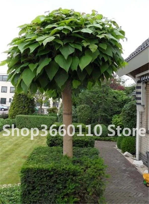 

50pcs/ bag Exotic bonsai tree Catalpa Planta Japan Bonsai Heirloom Nature Potted Grove Tree Plant for Flower Pot Planters