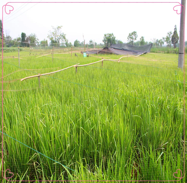 

High Quality low price Wing Snare/Clapnet/Anti-Bird Net/ for all kinds of bird protect your plant