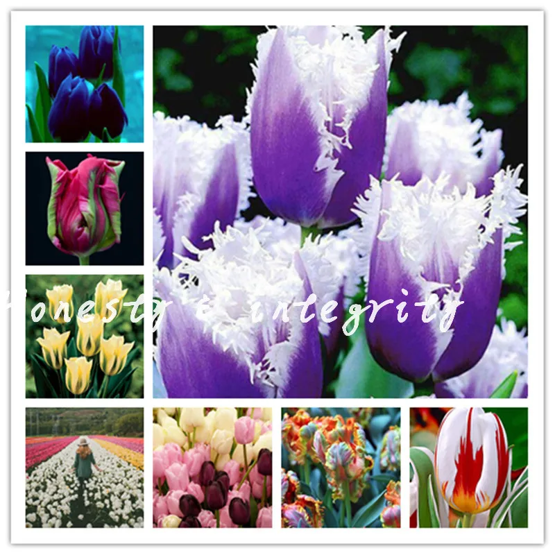 

100 Pcs High-Grade Flower Bonsai Garden Multifarious Tulip Bonsai Balcony Pot Most Beautiful * Colorful Plants Bonsai Not Flower