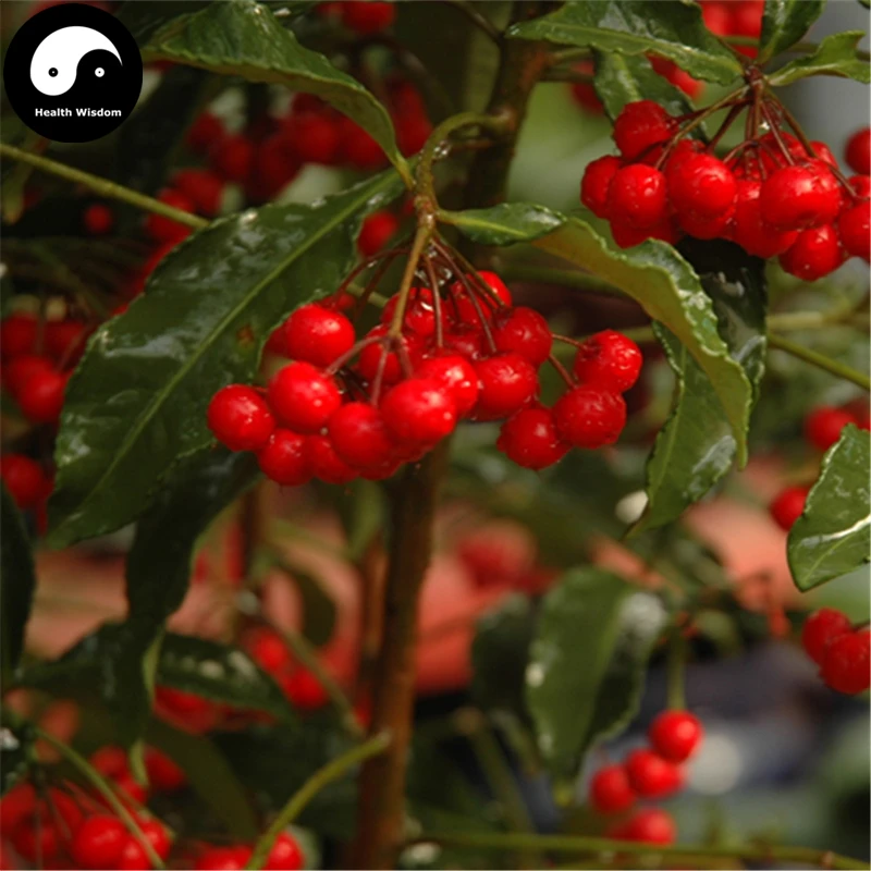 

Buy Hosiei Tree Semente 200pcs Plant Ormosia Hosiei For Chinese Red Bean Tree