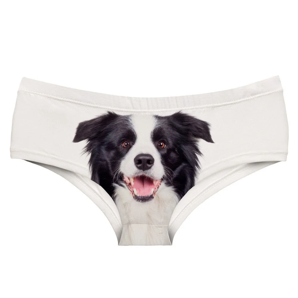 54938 BORDER COLLIE (3)