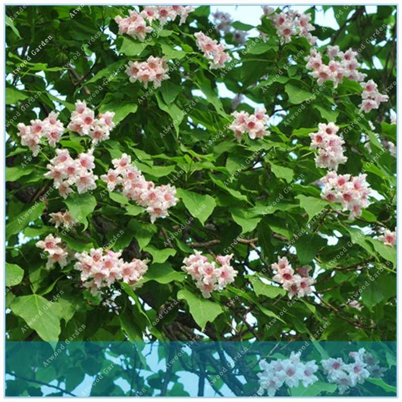 ZLKING Buy Catalpa Tree Semente 50pcs Plant Catalpa Tree For Chinese Qiu Shuin Bonsai from Home