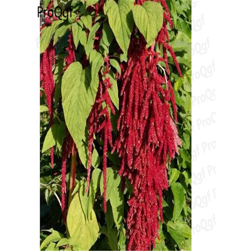 

5000Pcs A Set Amaranthus caudatus Hemistepta lyrata