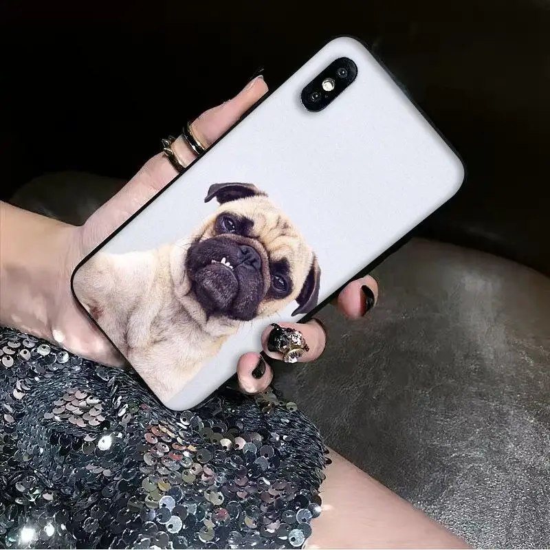 Animal Cute Pug Dog