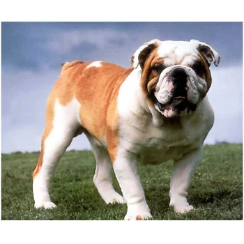 

5D DIY Diamond Painting Full Square English bulldog Diamond Embroidery Cross Stitch Rhinestones Mosaic Art Decor Gift Z197