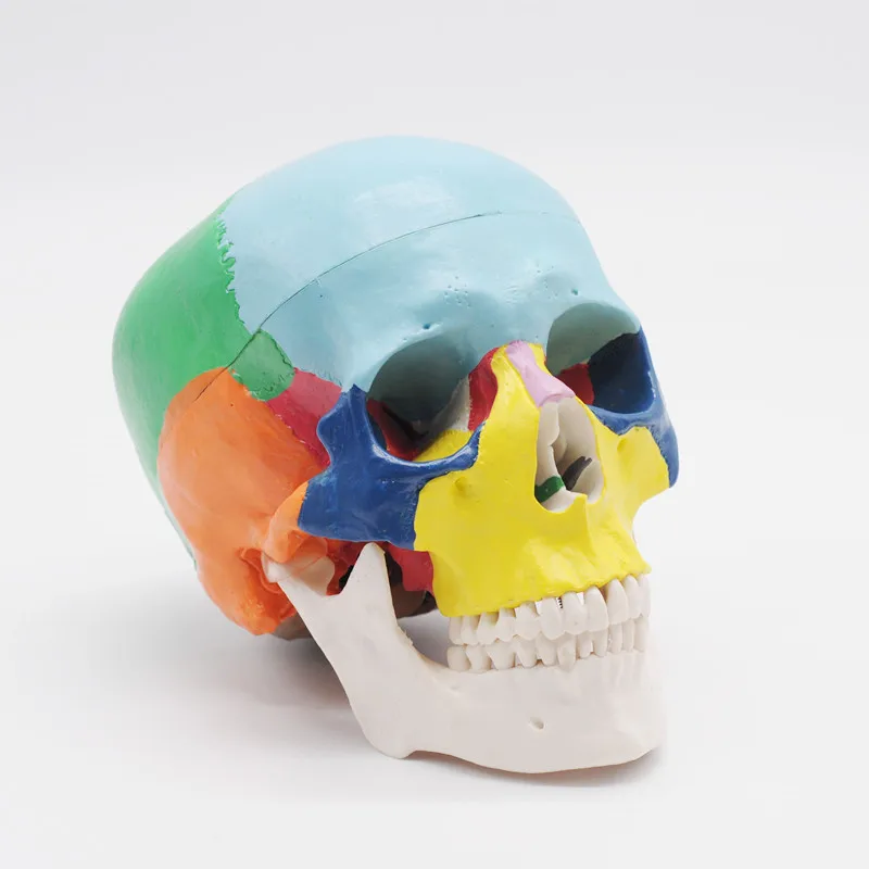 

Colored Didactic Trauma Anatomy Medical Instruments Human Anatomical Skull Life Size Traumatic Medical Skeleton