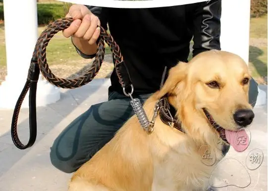 Kandang Anjing Anjing Coklat