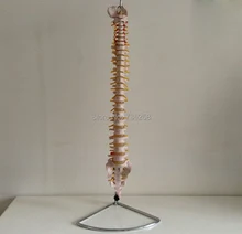 1:1 Model of Human Spine ,Spine Simulation Model ,Intervertebral Disc Model