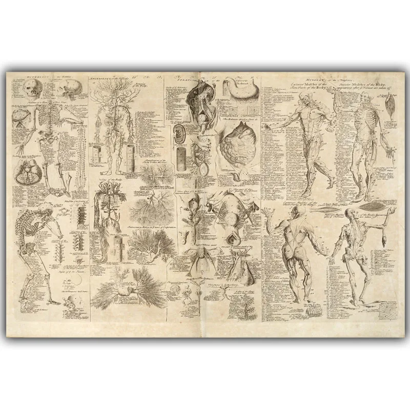 

Human Body Analysis Poster Science and Education Medicine Home Decoration Poster Picture Print