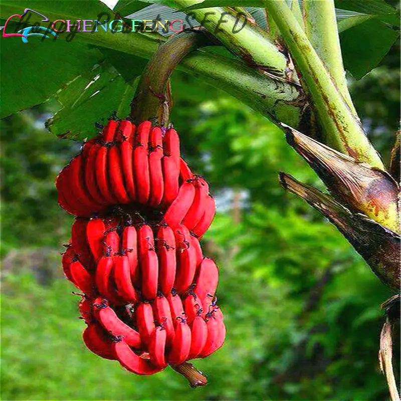 Rare Fruit Seed Sale 100pcs Imported Japanese Banana Seeds Milk Taste