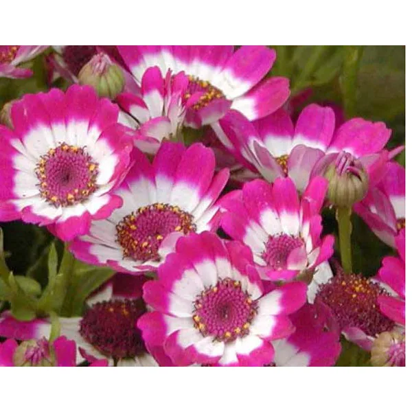 Tradedent 30 Mixed Color Florists Cineraria Seeds For DIY Home |
