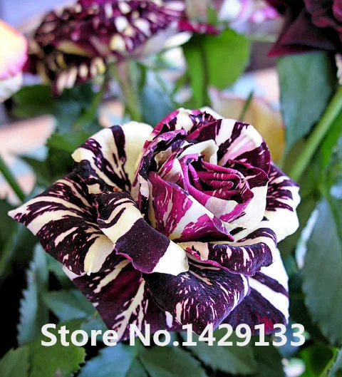 Aliexpress Rare Flowers Seeds 200pcs Strip Shrub Rose Aliexpress Rare Flowers Seeds 200pcs Strip Shrub Rose Home Gardens Bonsai Exotic Plant Of Perennial Garden Flower Free Shipping From