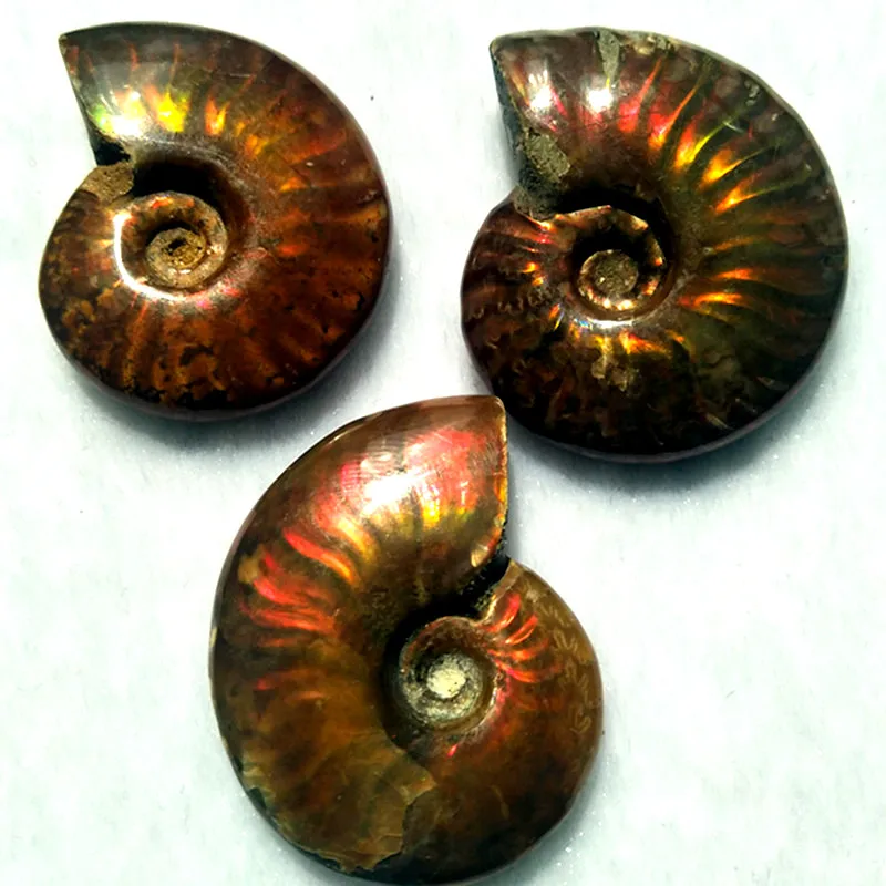 3pcs Natural Nautilus Fossils Extinct Conch Fossils Pearly Nautilus Are Valuable For Collection Quality 5a Shells Starfishes Aliexpress 3pcs Natural Nautilus Fossils Extinct Conch Fossils Pearly Nautilus Are Valuable For Collection Quality 5a Shells Starfishes Aliexpress
