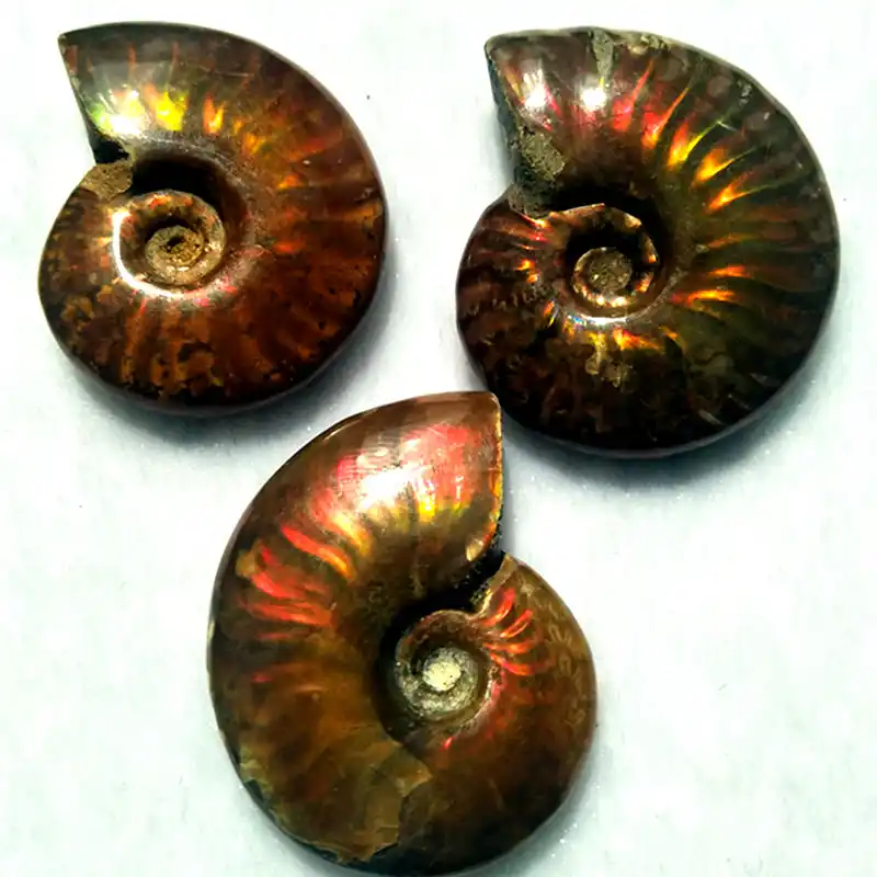 3pcs Natural Nautilus Fossils Extinct Conch Fossils Pearly Nautilus Are Valuable For Collection Quality 5a Shells Starfishes Aliexpress