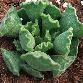 

2Pcs A Set Adromischus poellnitzianus Calico Hearts