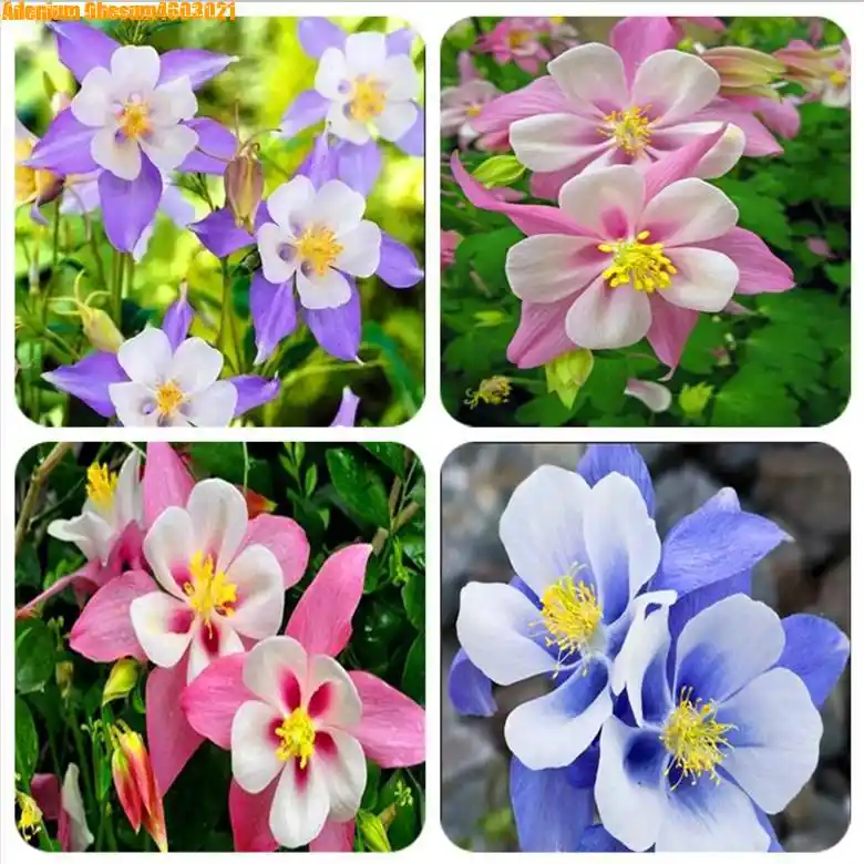 hot 100 pcs best selling cat claw flowers latin america exotic rare exotic flowers cat claws potted plants interesting garden cat claw plant