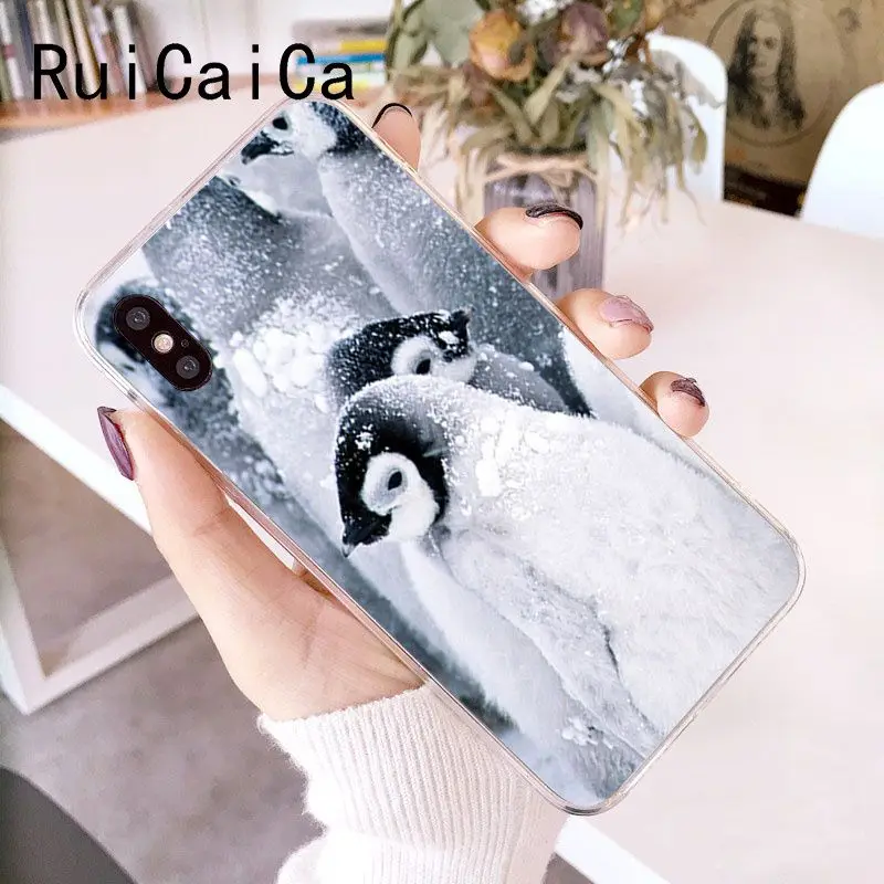Cute Lovely Penguin