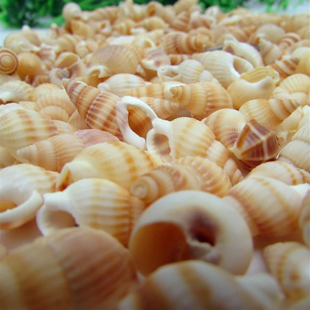 shells 100 pcs Mini Conch Crafts Natural Seashells Conch Shells Micro