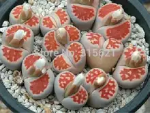 Lithops pseudotruncatella Семена 10 шт. картина jade ТОП КРАСНЫЙ Бонсай Таблица Суккулентов садовые украшения
