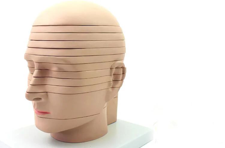 

Human head anatomy Brain Model CTMRI brain imaging radiology neurology model 12 sheet