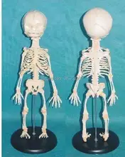 Bebê crânio esqueleto anatômico anatomia do cérebro humano esqueleto anatomia veterinária seringa modelo misturador em trauma para venda