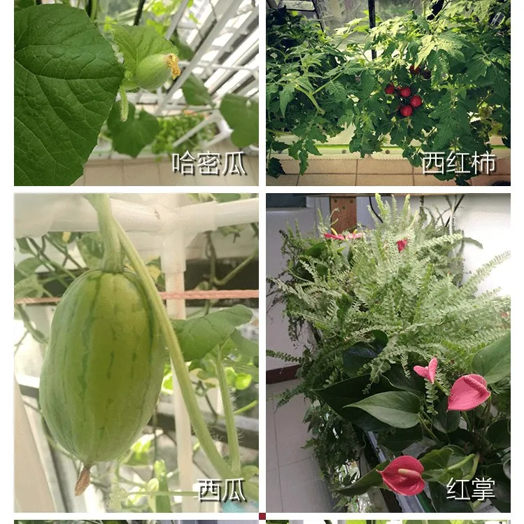 Mulifunctiinal DIY Grow vegetables fruit flower in living room or balcony Hydroponics system without earth green garden