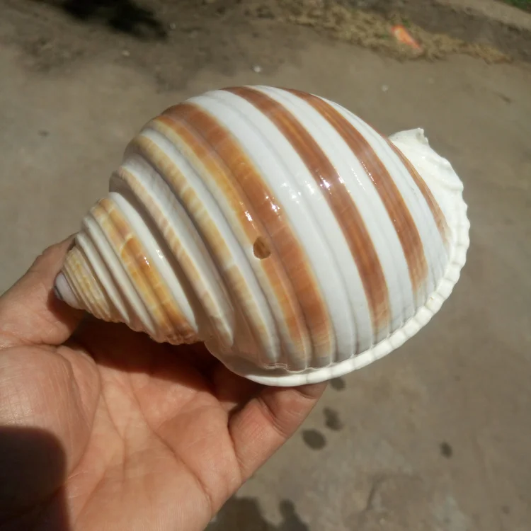 Натуральные раковины conchas подарки аквариумные украшения ракушки Каури океан домашний декор