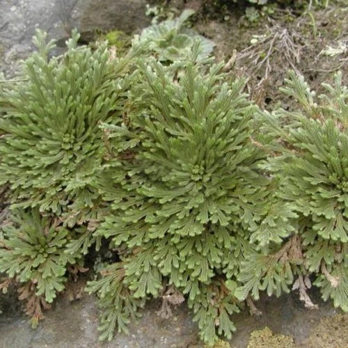 NEW Live Resurrection Plant Rose Of Jericho Dinosaur Plant Air Fern Spike Moss NEW Live Resurrection Plant Rose Of Jericho Dinosaur Plant Air Fern Spike Moss
