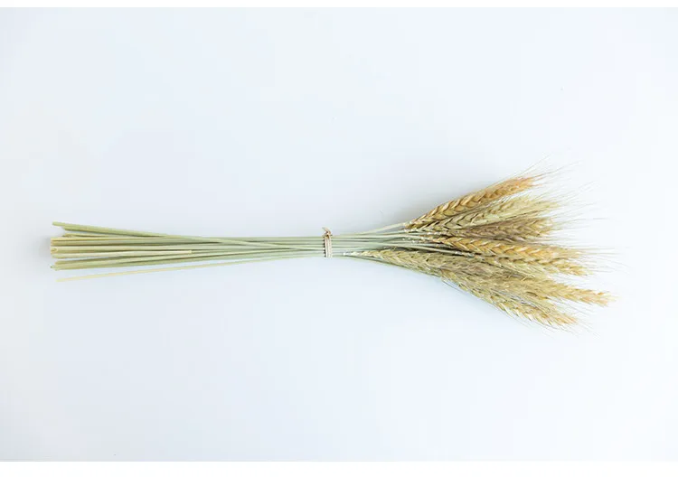 HTB1rmBUixuTBuNkHFNRq6A9qpXaj