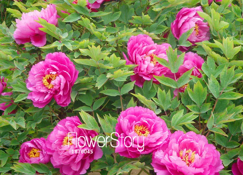 Новое свежее растение розовый и красный двойной цвет пион цветок растение горшечные цветы бонсай растение сеялки для домашнего сада 10 шт./партия