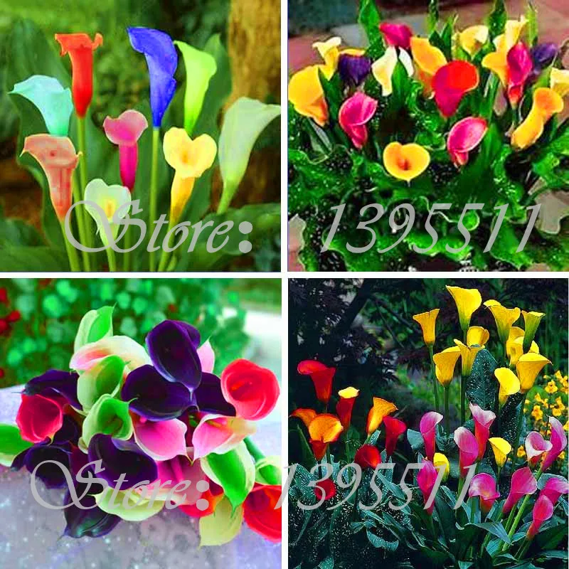 

100pcs Rainbow Calla Lily bonsai Rare Beautiful Bonsai Flower Pot Plant For Home&Garden Zantedeschia aethiopica Bonsai plants