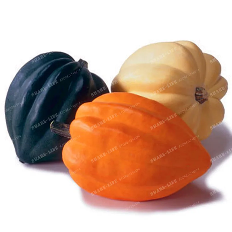 

20 Heirloom Acorn Squash Bonsai -Black Skin Squash Heirloom Table King Squash Non-gmo Vegetable Bonsai for Home Garden