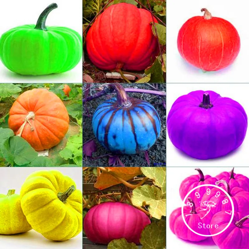 

Lowest Price!Grade AAAAA 25 Pcs/pack 9 kind of color rare Pumpkin Bonsai Outdoor Garden Vegetable flores easy to plant,#TD3LOK